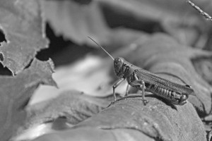 Chilling Grasshopper B&W